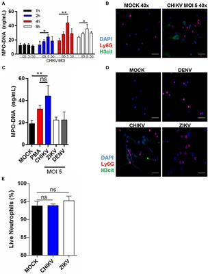 Neutrophil Extracellular Traps Effectively Control Acute Chikungunya Virus Infection